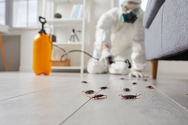 Affordable Termite Control solutions in Woonsocket, RI